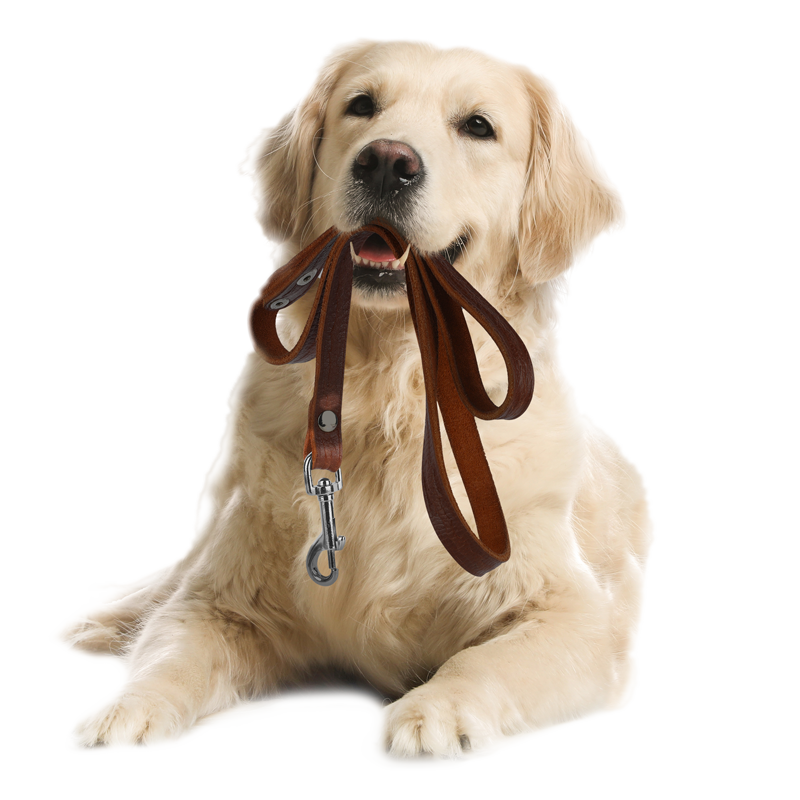 Dog with leash in his mouth.
