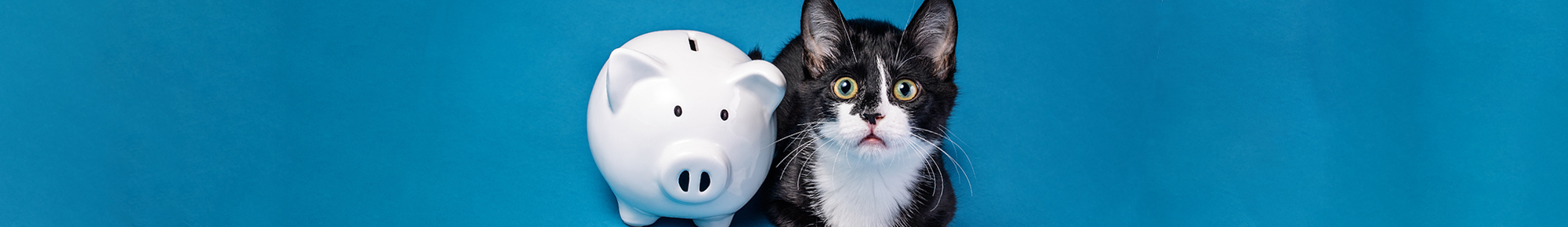 Cat and Piggy bank representing Fund Raising Concept