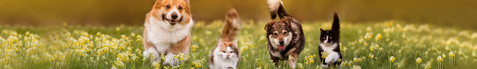 Dogs and Cats Running through Meadow