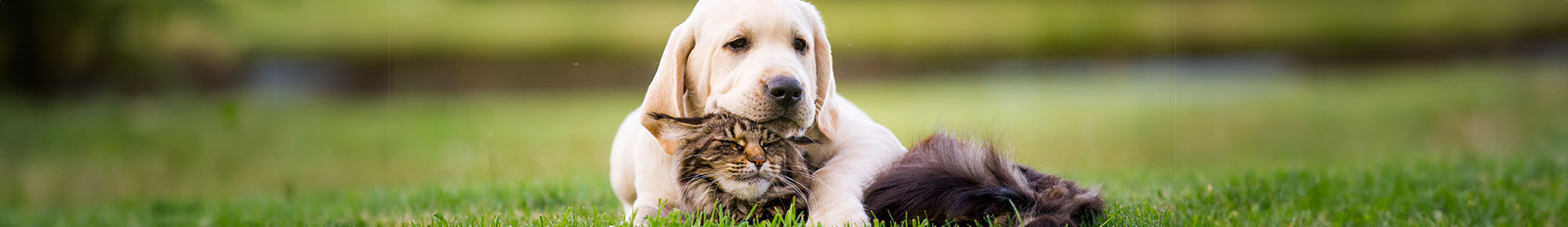 Dog with a Cat friend in a field