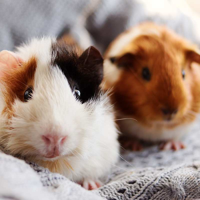 Two-Guinea-Pigs