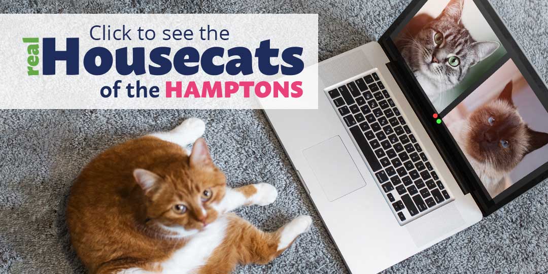 Click to the the Real Housecats of the Hamptons
