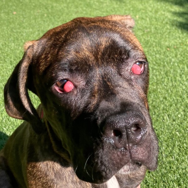 Brindle dog suffering from cherry eye